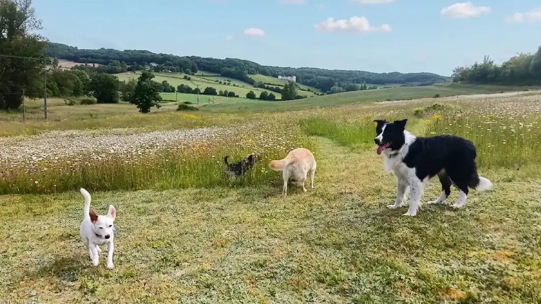 Chiens heureux sur le terrain des gîtes Mas Cinq Sols